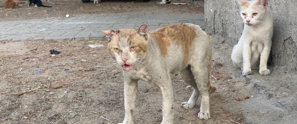 Cats in need of aid