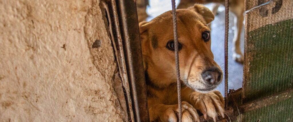NFA Dog rescue