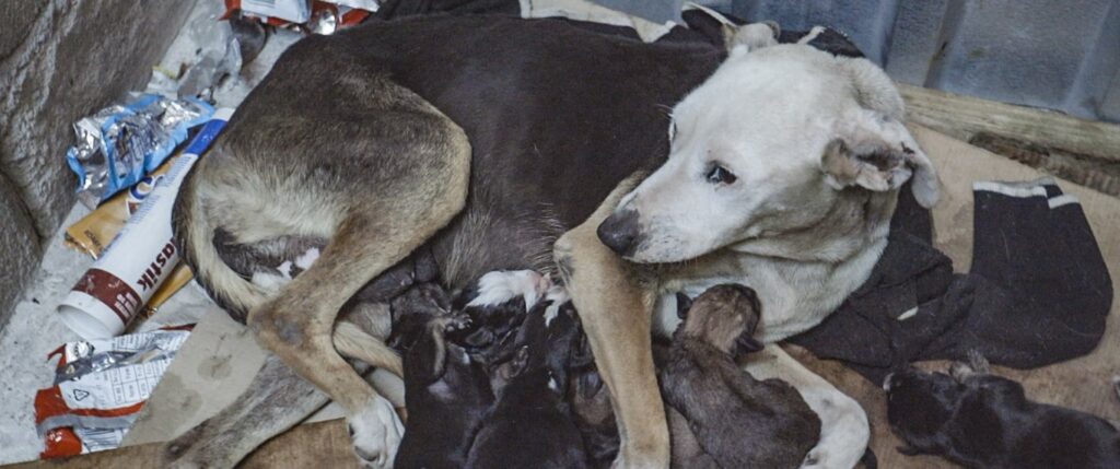 Dog with puppies