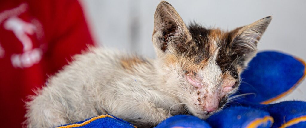 Hurt kitten