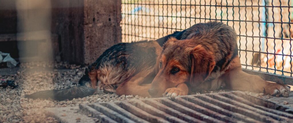 Sad caged dog