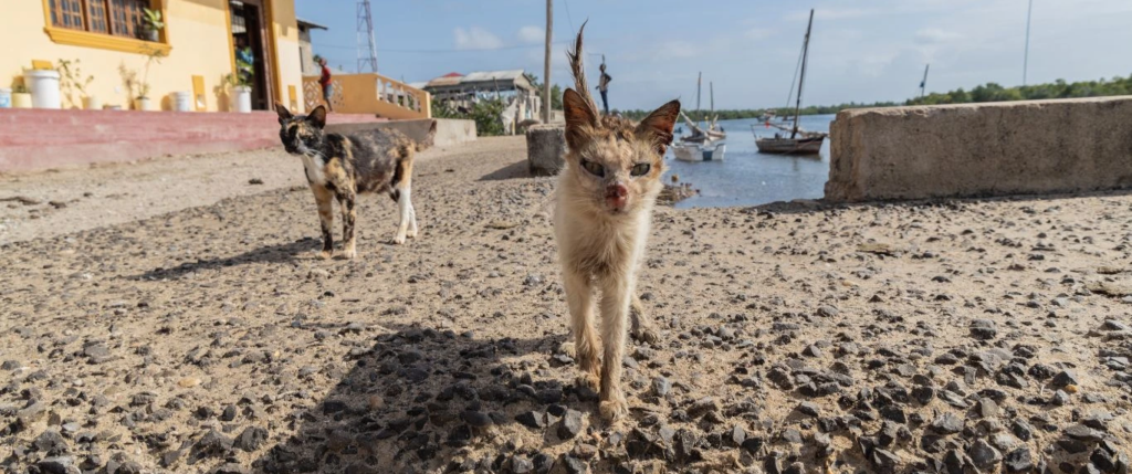 Cats in crises