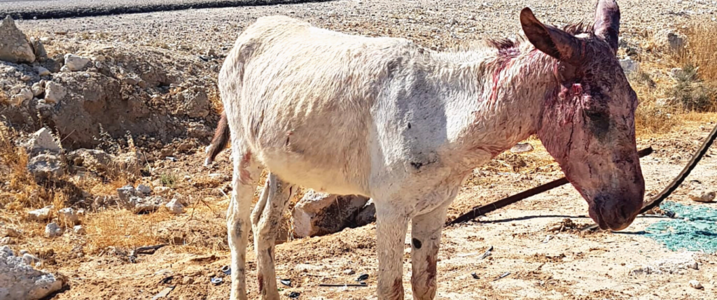 Hurt donkey