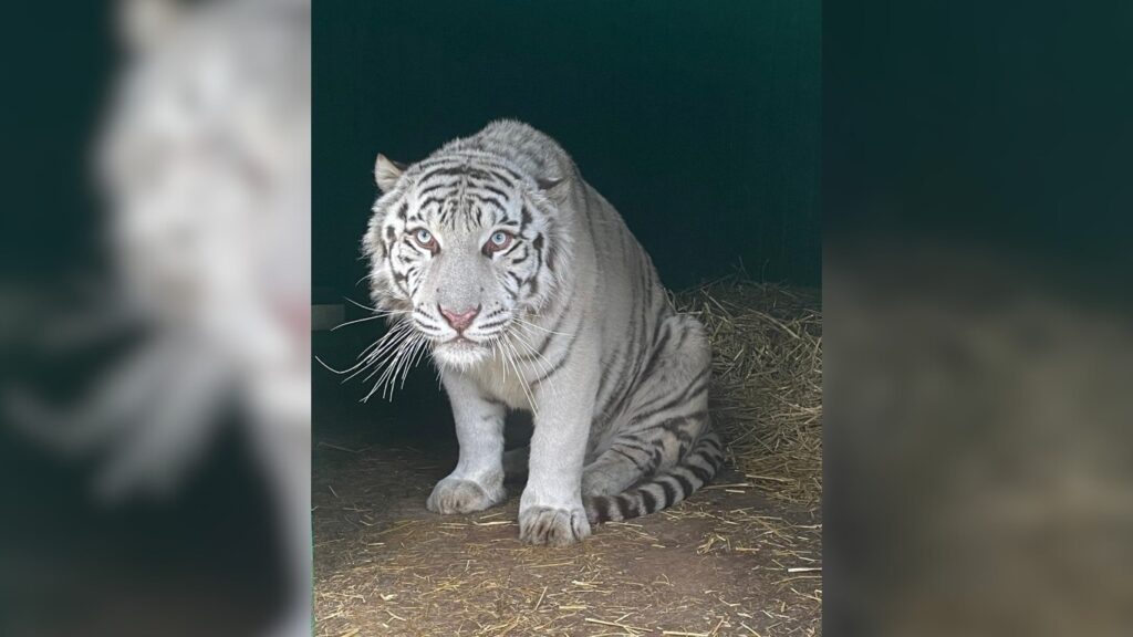 Tiger in cage