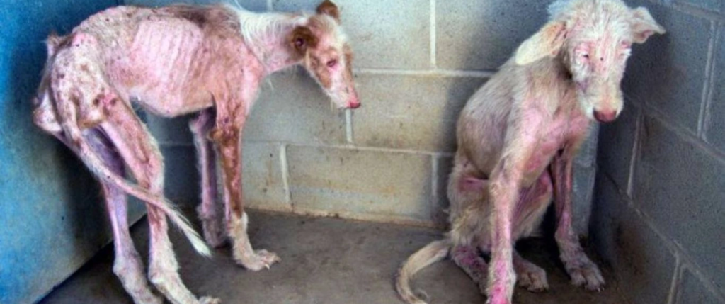 Abused dogs in need of help