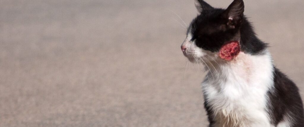 Cats in distress