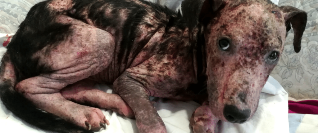 Puppy in need of help
