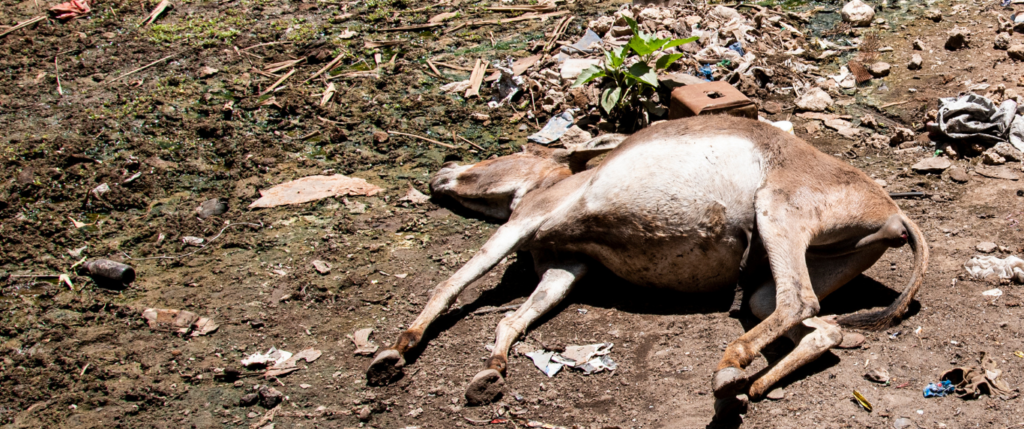 Dead donkey
