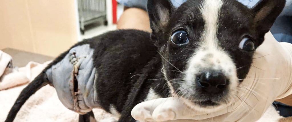 Puppy in need of help