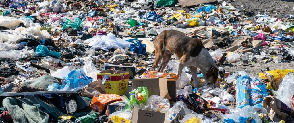 Dog looking for food in rubble