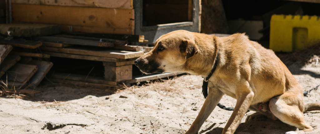 Dog in need of help