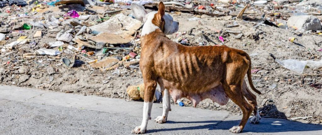 Hungry skinny pregnant dog on streets