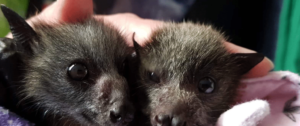 FlyingFoxes Featured.2e16d0ba.fill 1375x575 1