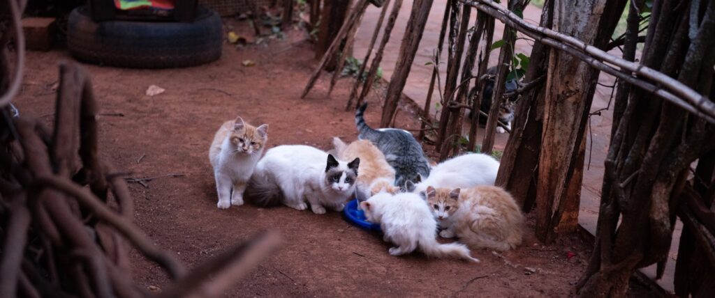 Cats in distress