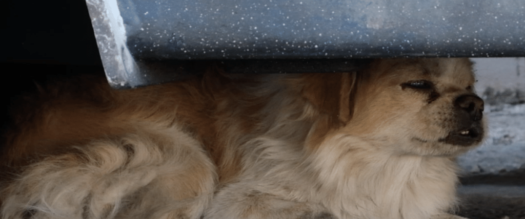 Dog rescued in Greece during covid