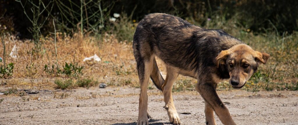 Scared dog with tail hanging