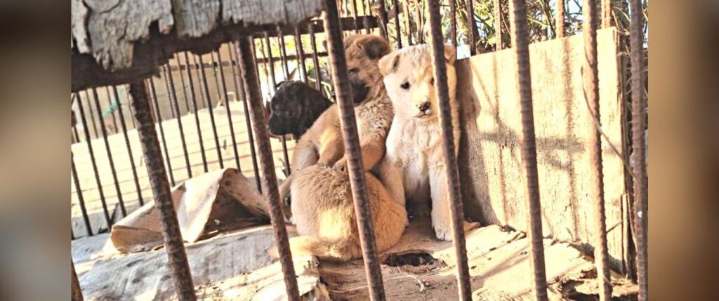 Puppies in cage