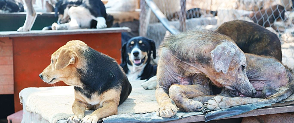 Dogs in distress