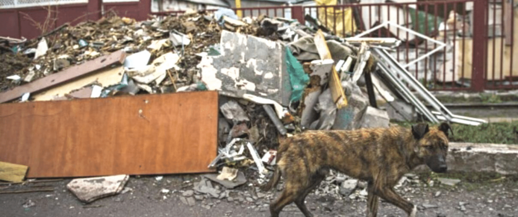 Dog in rubble