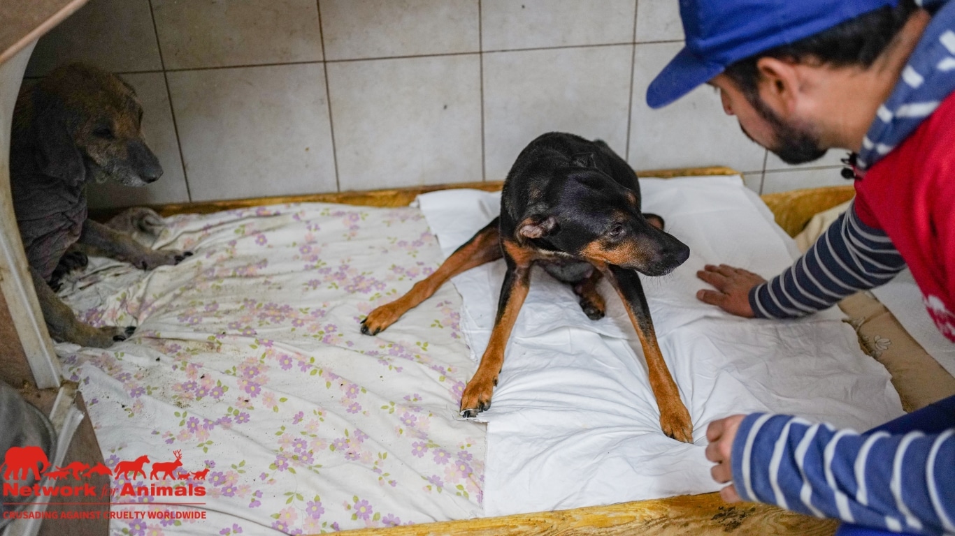 Mitse was hit by a car and suffered a broken spine. Credit: NFA/Dejan Radic