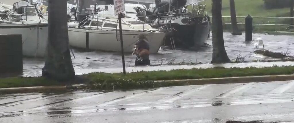 Dog beign saved from flood