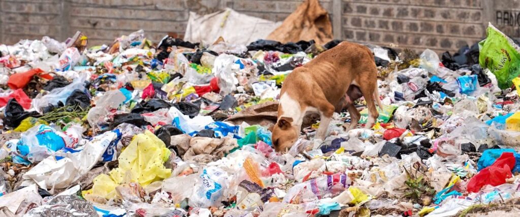 Dog look through rubble for food