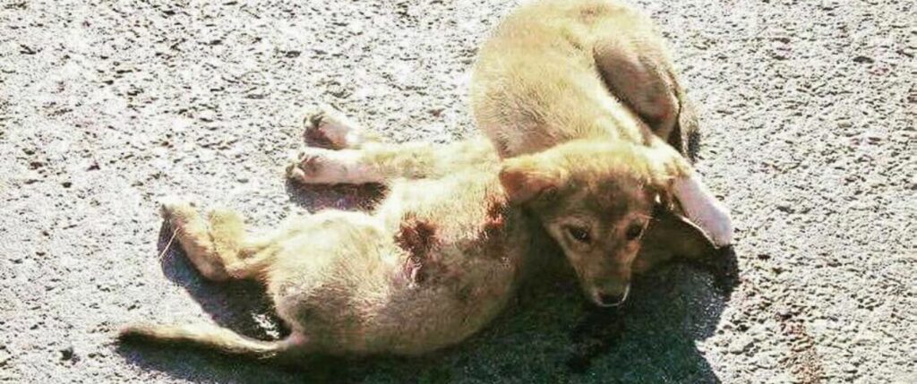 Puppies in need of aid