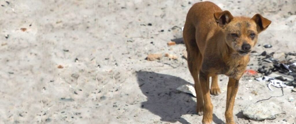 Dogs in distress