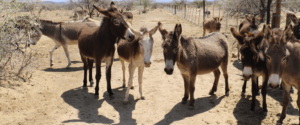 Karoo Featured Web 1.2e16d0ba.fill 1375x575 1