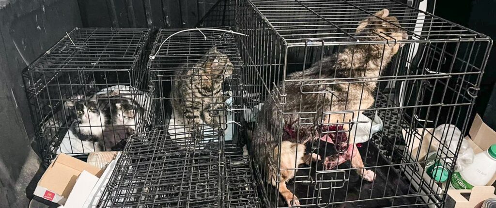 Dogs and cats hurt from missiles