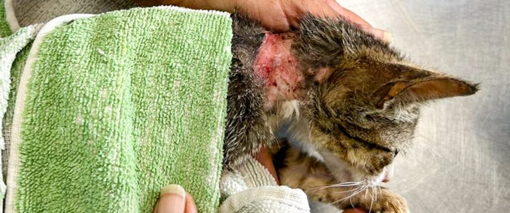 Cat abused with exposed skin