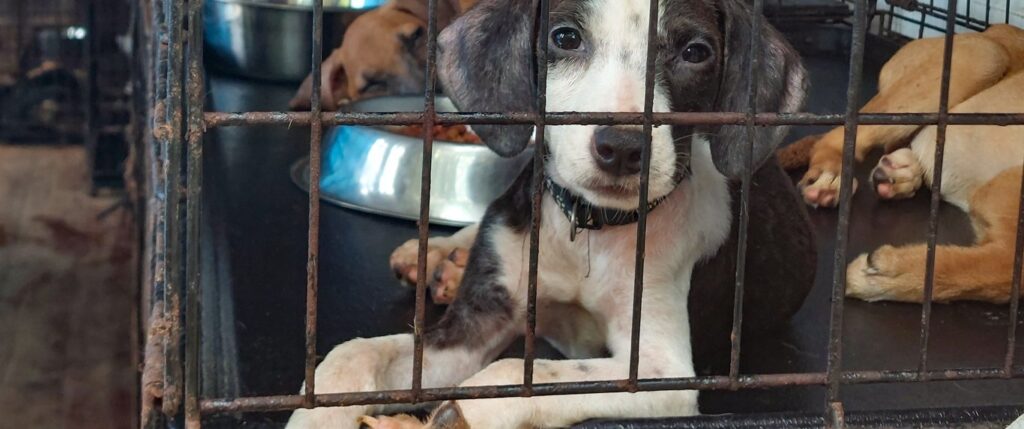 Dogs in cages