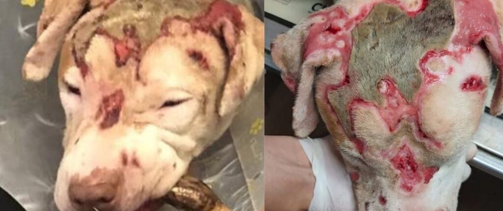 Dog severe skin burns