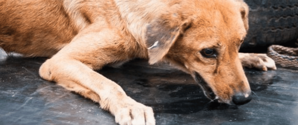 Dog