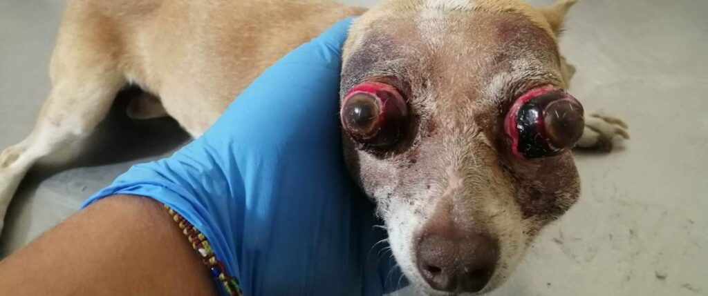 Dog severely abused