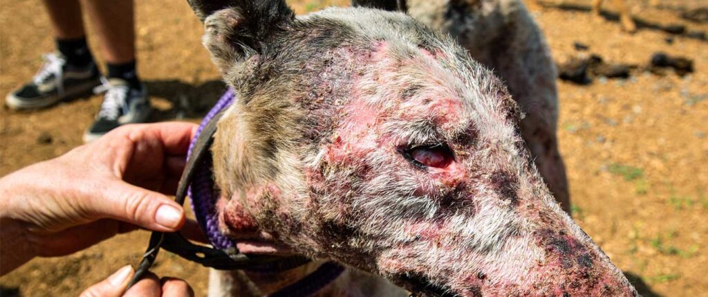 Dogs are being forced to become killing machines!
