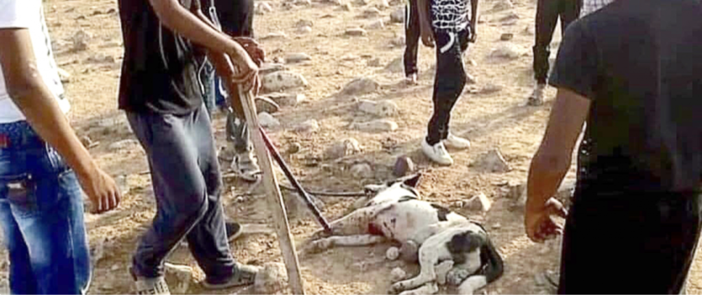 Jordan dead dog