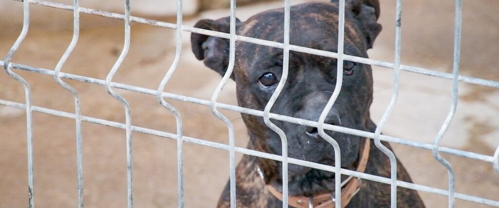 NFA Dog rescue