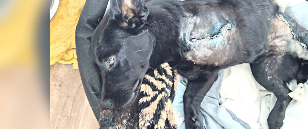 Abused dog getting help