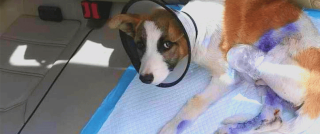 Dog with cone around head