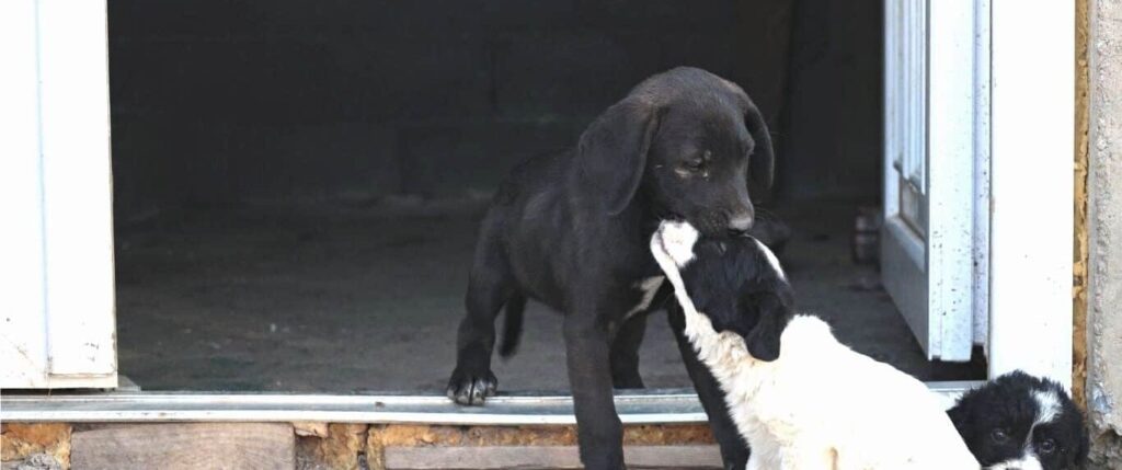 Dog in distress