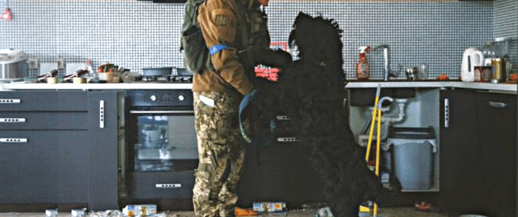 War zone saving dogs