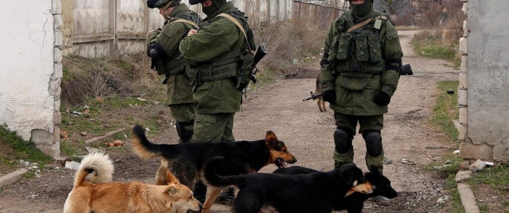 Saving dogs in war zone