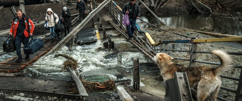 Dogs beign saved from war zones
