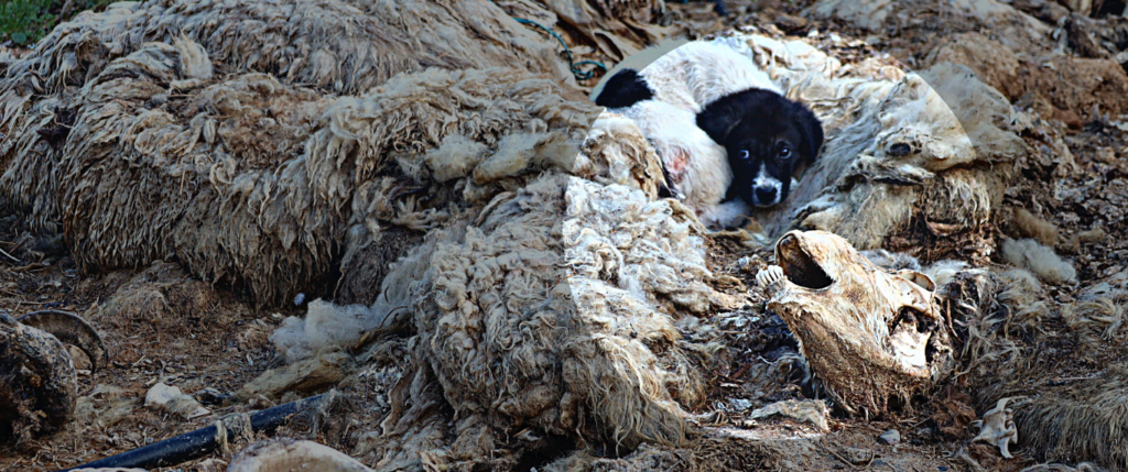 Puppy in distress