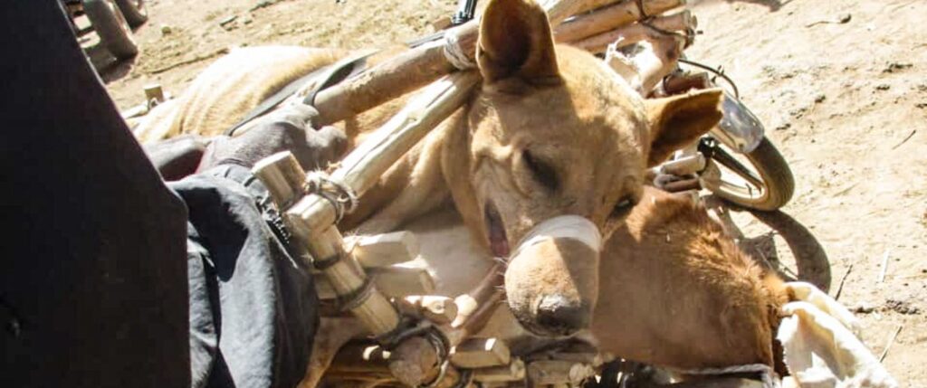 Dog abused and tied to bike