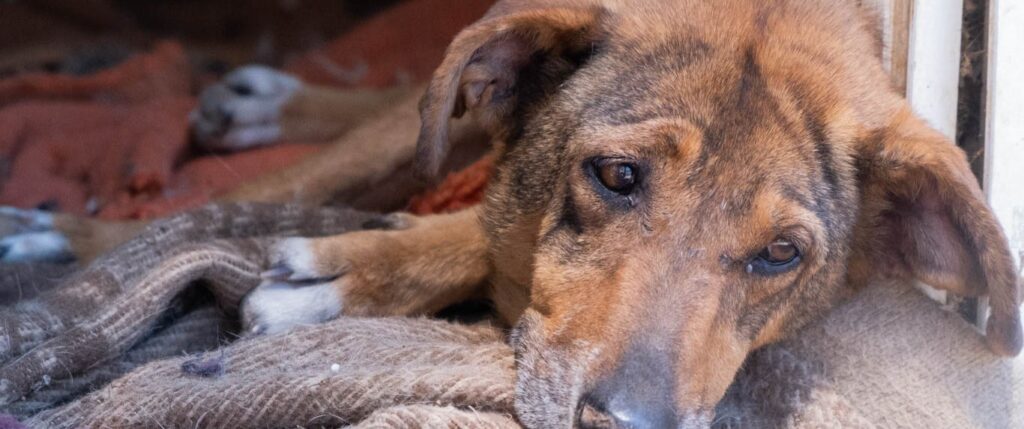 Sad abused dog