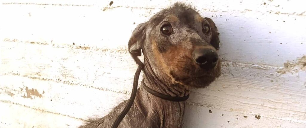 Willy was skeletal, covered with mange and so weak