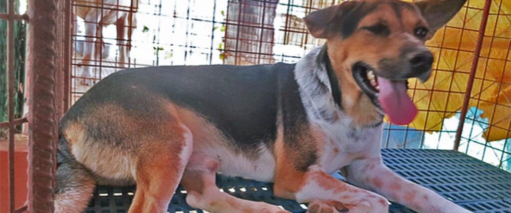 Billy, Philippine rescue dog