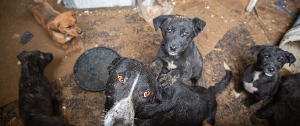 Dogs in need